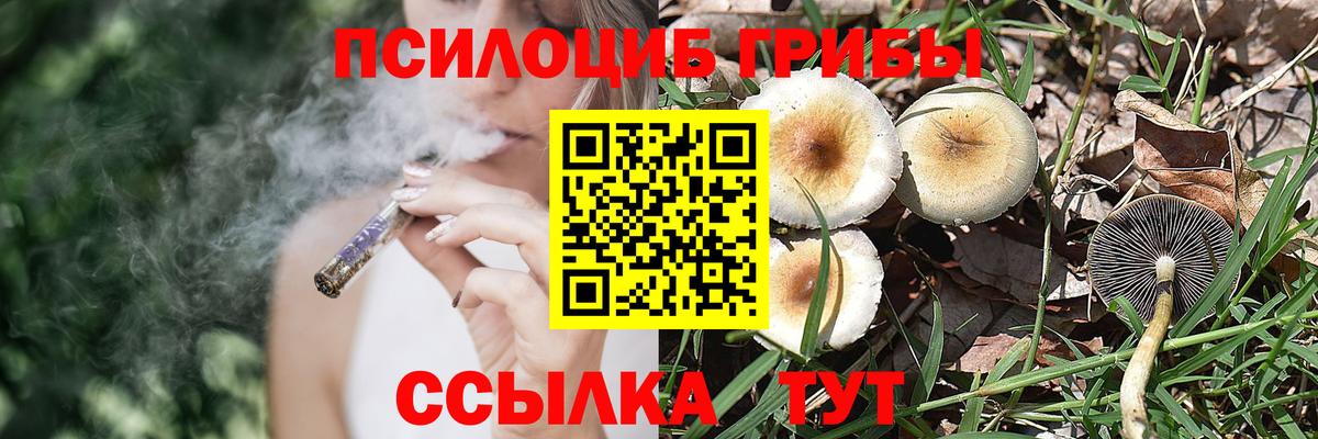 Галлюциногенные грибы Psilocybe Нефтекумск